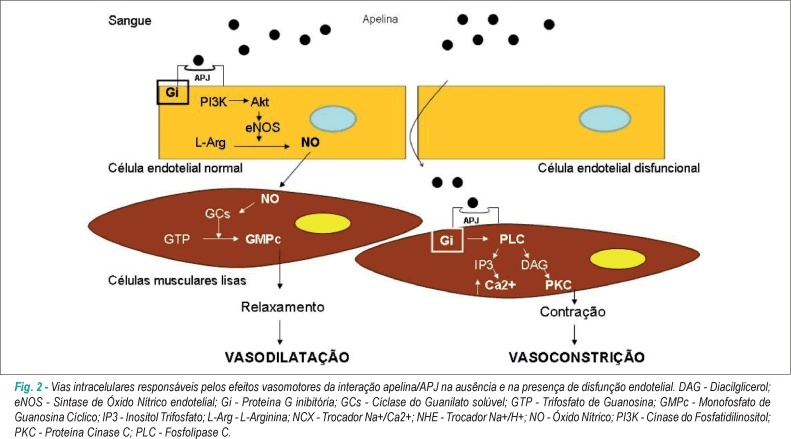 Imagem 2 da galeria