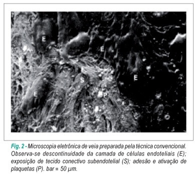 Imagem 2 da galeria