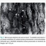 Imagem 3 da galeria