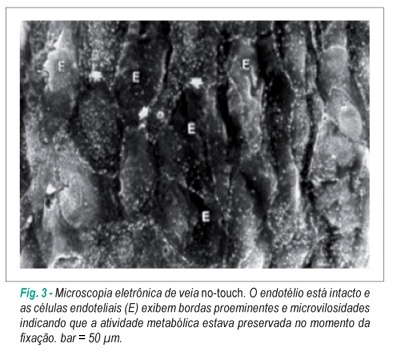 Imagem 3 da galeria