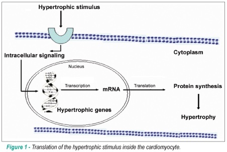Factors and mechanisms involved in left ventricular hypertrophy and the anti-hypertrophic role of nitric oxide