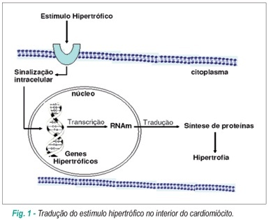 Fatores e mecanismos envolvidos na hipertrofia ventricular esquerda e o papel anti-hipertrófico do óxido nítrico