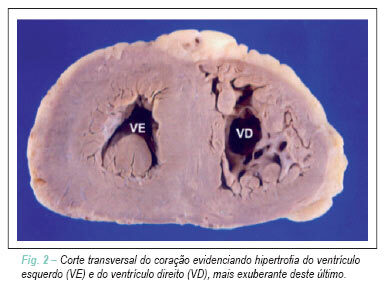 Imagem 2 da galeria
