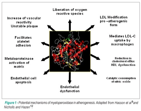 Myeloperoxidase and coronary arterial disease: from research to clinical practice