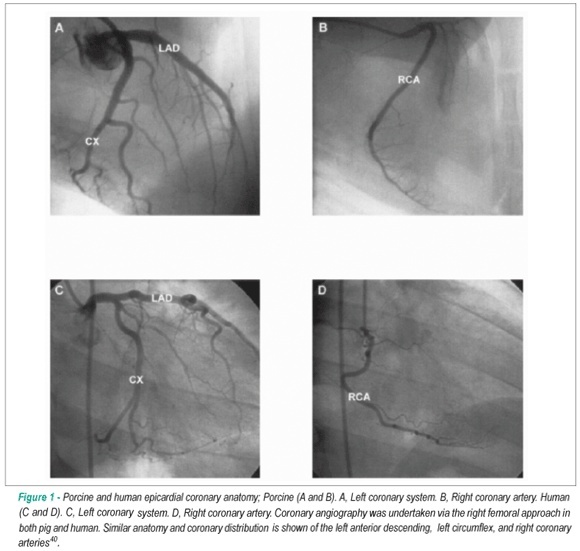 The importance of pre-clinical animal testing in interventional cardiology