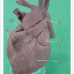 Imagem 2 da galeria