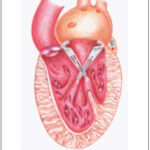 Imagem 1 da galeria