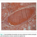 Imagem 5 da galeria