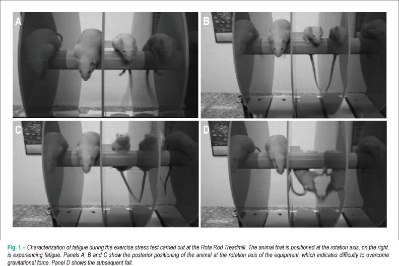 Exercise prevents cardiometabolic alterations induced by chronic use of glucocorticoids