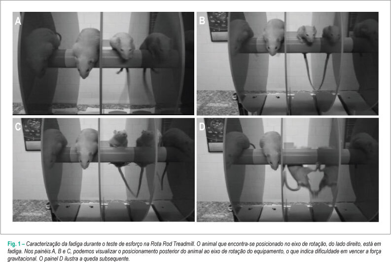 Exercício físico previne alterações cardiometabólicas induzidas pelo uso crônico de glicocorticóides