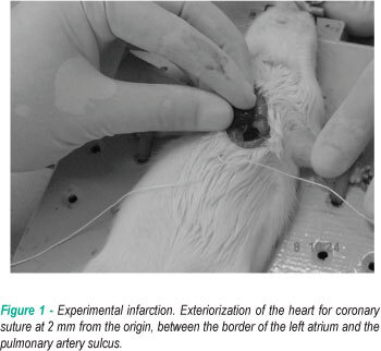Experimental myocardium infarction in rats: analysis of the model