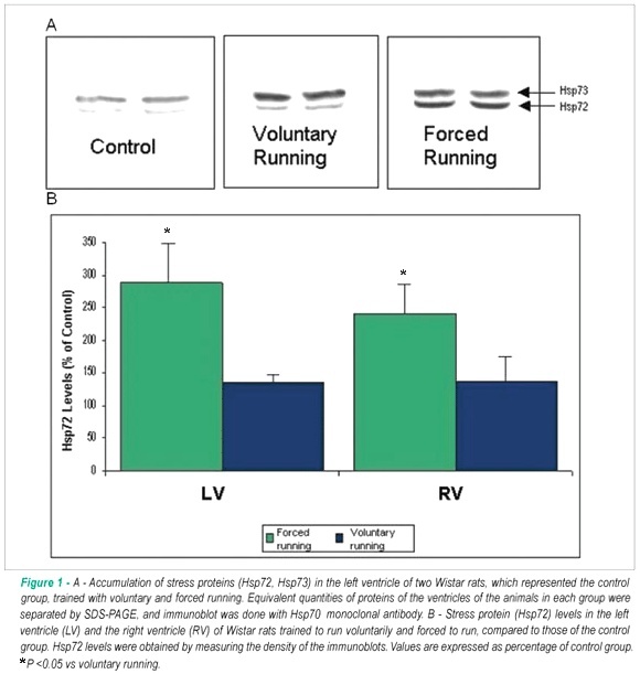 Different levels of Hsp72 in female rat myocardium in response to voluntary exercise and forced exercise