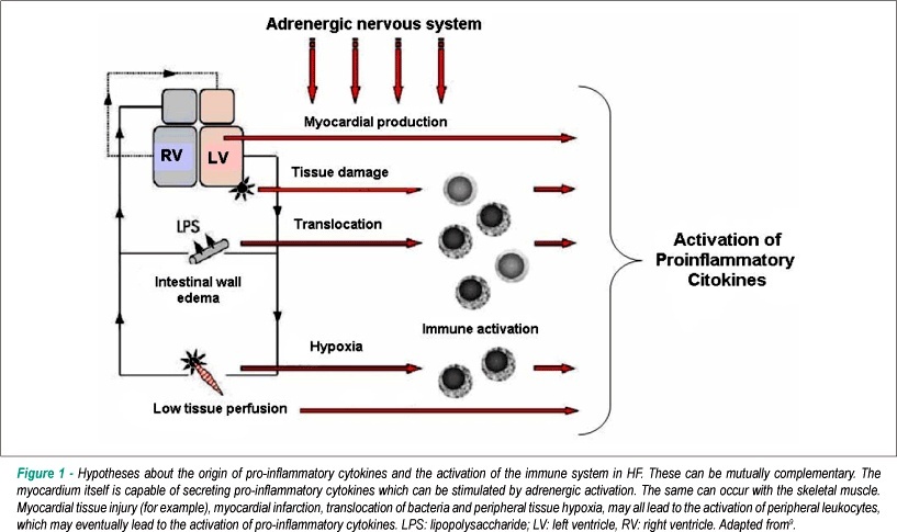 Anti-inflammatory effect of physical training in heart failure: role of TNF-α and IL-10