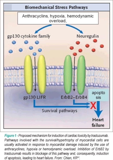 Interaction between specialties: dilated cardiomyopathy and HER2-positive breast Cancer