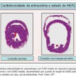Imagem 2 da galeria