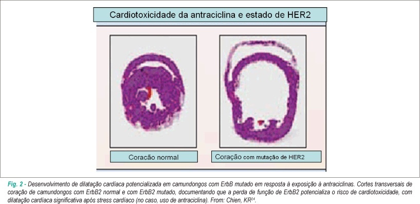 Imagem 2 da galeria