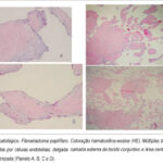 Imagem 2 da galeria