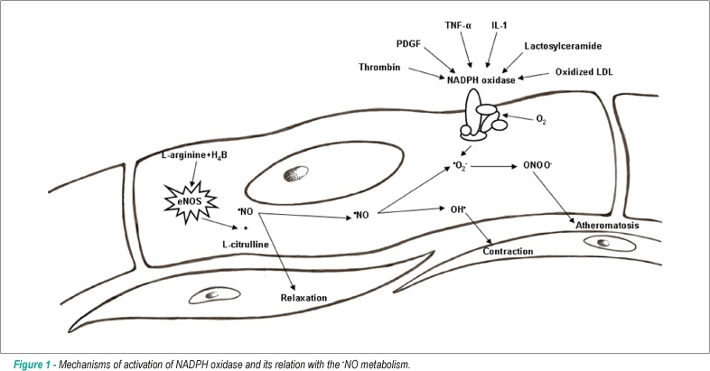 Redox unbalance: NADPH oxidase as therapeutic target in blood pressure control