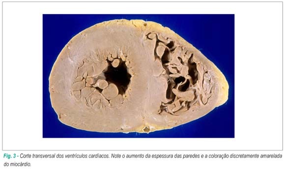 Imagem 3 da galeria