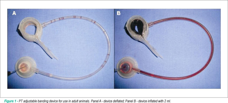 Intermittent systolic overload promotes better myocardial performance in adult animals
