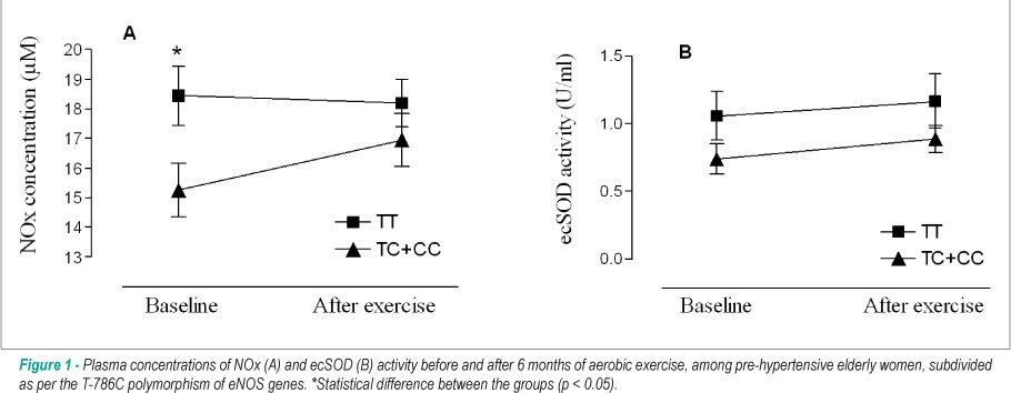 Effect of physical activity and t-786C polymorphism in blood pressure and blood flow in the elderly