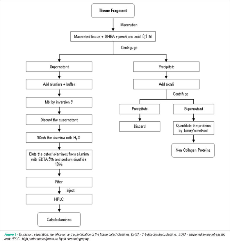 Intramyocardial adrenergic activation in chagasic cardiomyopathy and coronary artery disease