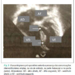 Imagem 2 da galeria