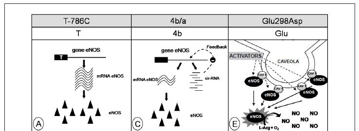 Pharmacogenetic implications of the eNOS polymorphisms for cardiovascular action drugs