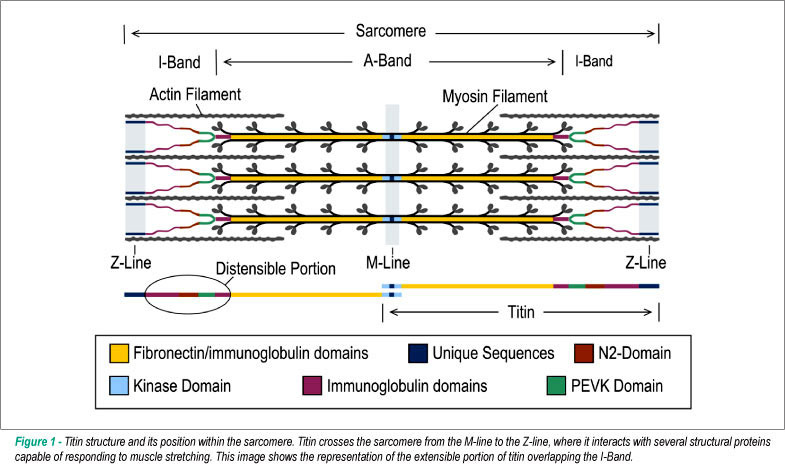 The role of titin in the modulation of cardiac function and its pathophysiological implications