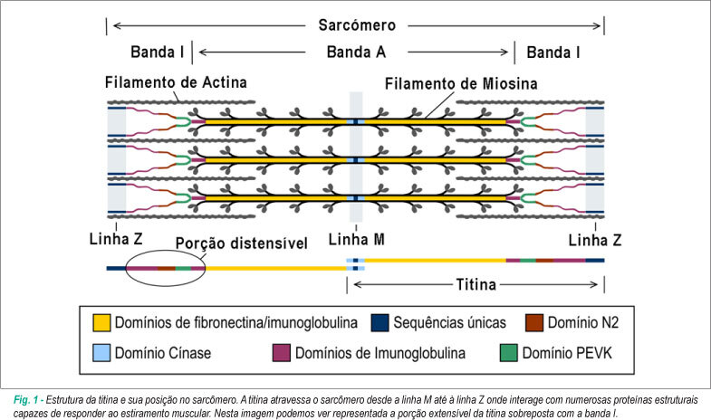 Imagem 1 da galeria