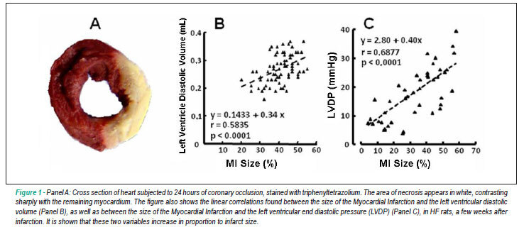 Pathophysiological characteristics of the post-myocardial infarction heart failure model in rats