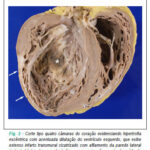 Imagem 3 da galeria