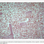 Imagem 7 da galeria
