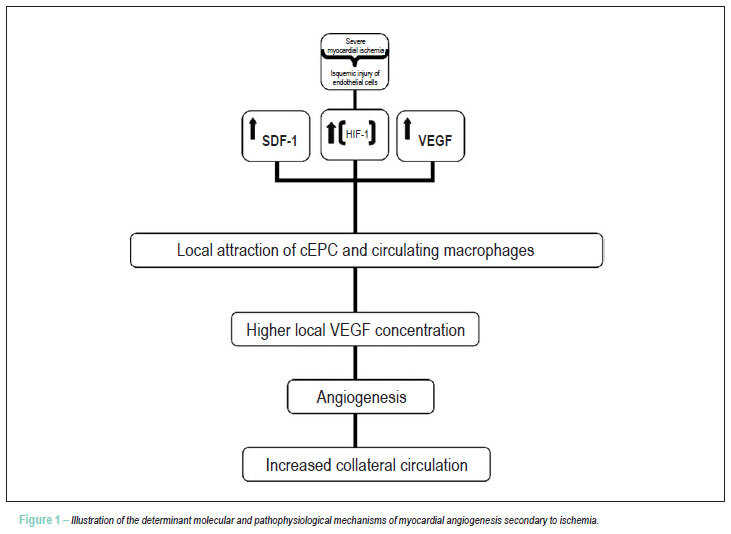 Coronary angiogenesis as an endogenous response to myocardial ischemia in adults