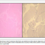 Imagem 2 da galeria