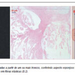 Imagem 1 da galeria