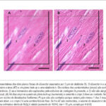 Imagem 2 da galeria