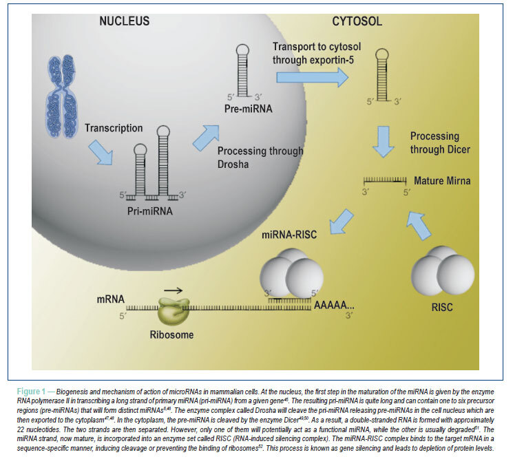 MicroRNAs: a new paradigm in the treatment and diagnosis of Heart failure?