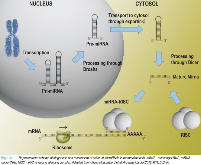Physical exercise and microRNAs: new frontiers in heart failure