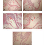 Imagem 1 da galeria