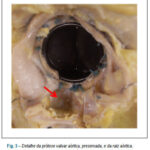 Imagem 3 da galeria