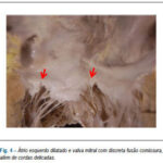 Imagem 4 da galeria