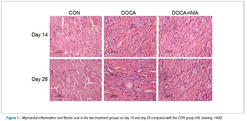 Imatinib attenuates myocardial fibrosis in association with inhibition of the PDGFRα activity