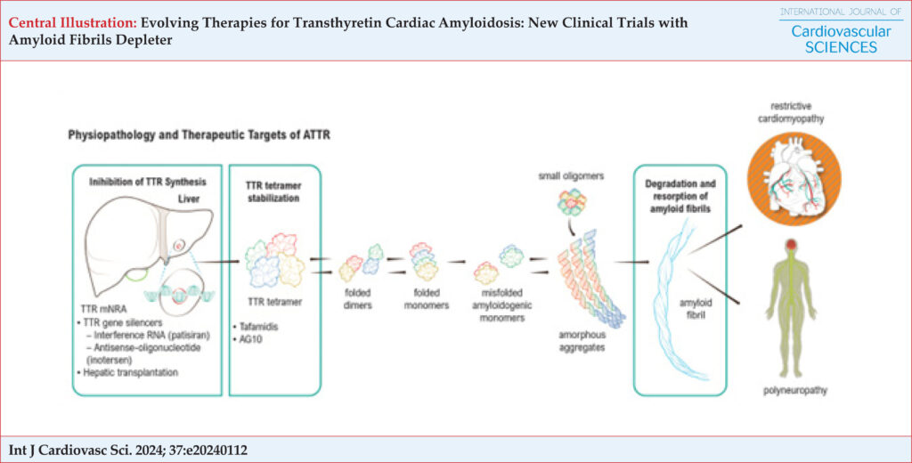 The "amyloidogenic cascade" of ATTR, pointing out the potential therapeutic targets and the respective drugs. Adapted from Simões et al.25