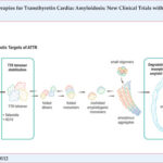 The "amyloidogenic cascade" of ATTR, pointing out the potential therapeutic targets and the respective drugs. Adapted from Simões et al.25
