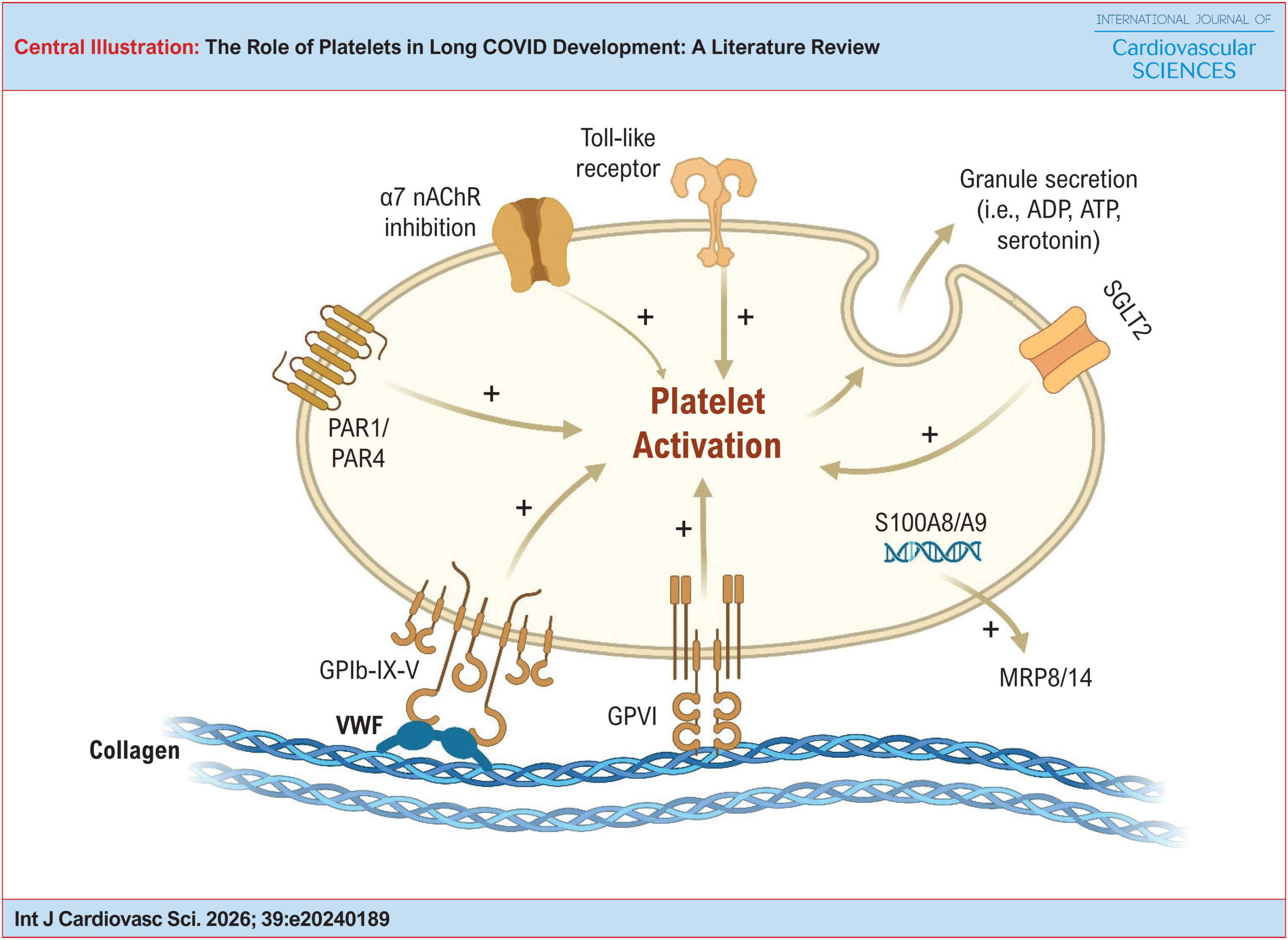 The Role of Platelets in Long COVID Development: A Literature Review