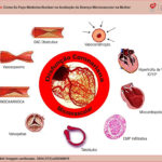 Papel da disfunção microvascular coronariana em diferentes doenças cardiovasculares.
