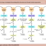 RCP: ressuscitação cardiorrespiratória; USIE: ultrassonografia do intensivista e do emergencista; AESP: atividade elétrica sem pulso; US: ultrassom.