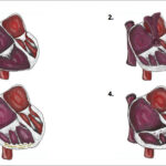 Figura 4