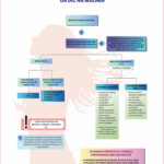 Proposta de algoritmo diagnóstico em mulheres com suspeita de DIC estável. AngioTC: angiotomografia de artérias coronárias; CPM: cintilografia de perfusão miocárdica; ECG: eletrocardiograma; RMC: ressonância magnética cardíaca; TC: tomografia computadorizada; DIC: doença isquêmica do coração; TE: teste ergométrico